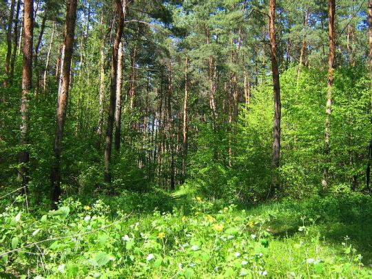 Введен запрет на посещение лесов Ленинградской области