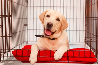 Labrador crate 1